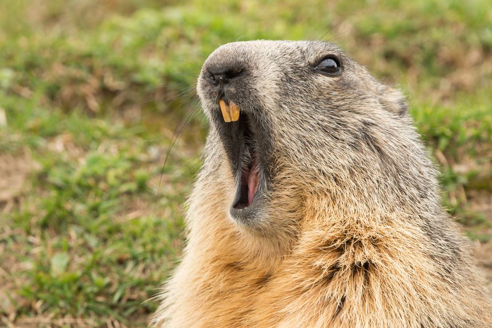 Twelve Really Cool Facts About Groundhog Day You Can't Wait to Know!