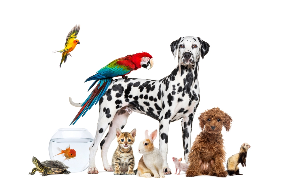 Dalmation dog with parrot on his back, surrounded by birds, a small dog, rabbit, cat, ferret and turtle.